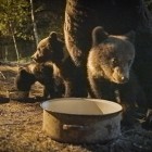  Un documentar filmat în România, în premieră la Viasat Nature Transilvania: Urșii din spatele casei